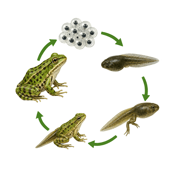 frog-life-cycle