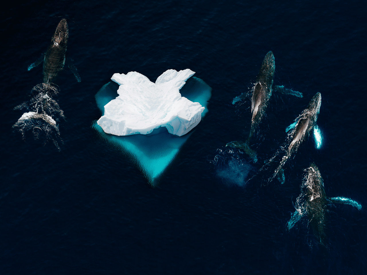Four whales swim around an ice flow in dark blue waters.