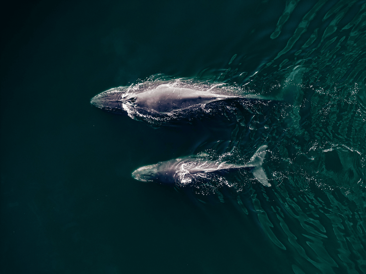 A pair of whales float on the surface from right to left, leaving a wake as they swim.